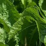 O rábano-silvestre: sementeira, cultivo, colheita